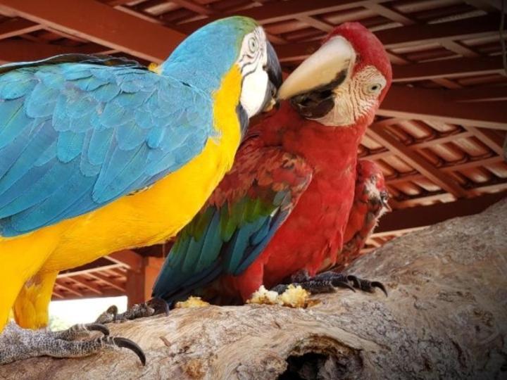 Pousada Recanto Dos Passaros Balsas Luaran gambar