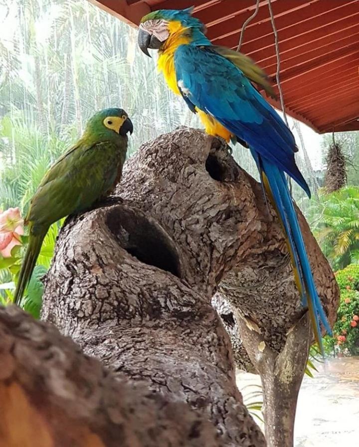 Pousada Recanto Dos Passaros Balsas Luaran gambar