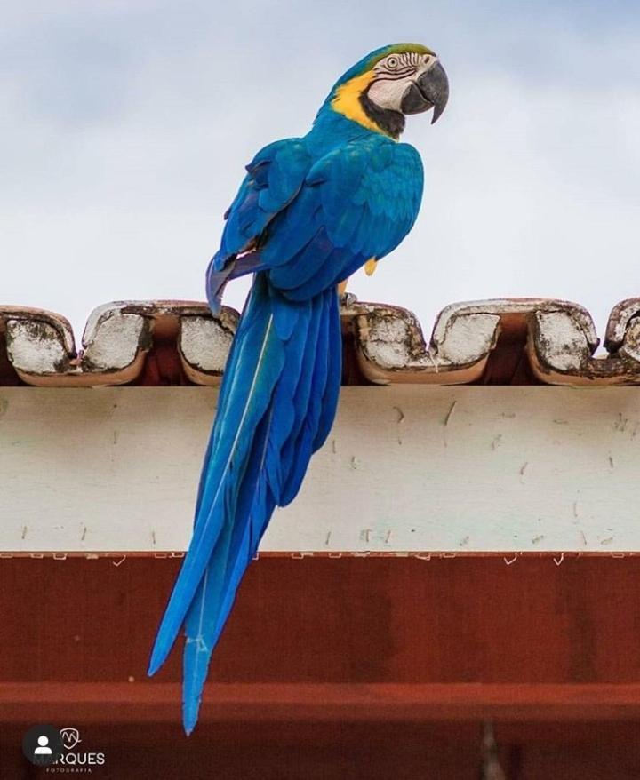 Pousada Recanto Dos Passaros Balsas Luaran gambar