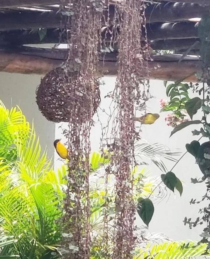 Pousada Recanto Dos Passaros Balsas Luaran gambar