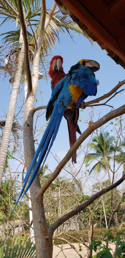 Pousada Recanto Dos Passaros Balsas Luaran gambar